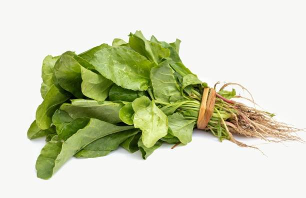 Palang Sang or Palak Spinach Stack Isolated on White Background.